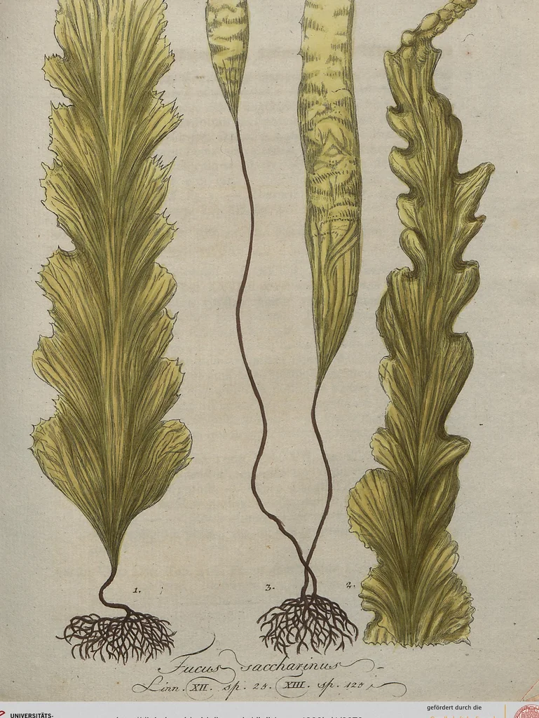 An illustration from (Band 1), 1800, leaf 76