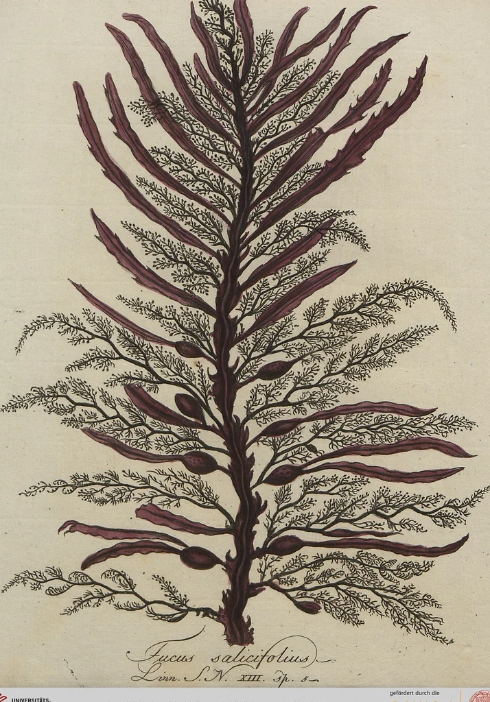 An illustration from (Band 1), 1800, leaf 80