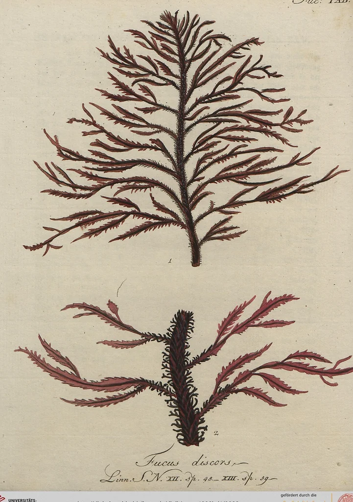 An illustration from (Band 1), 1800, leaf 83