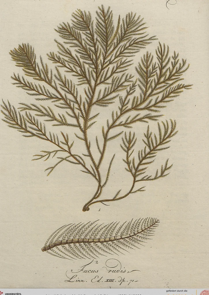 An illustration from (Band 1), 1800, leaf 86