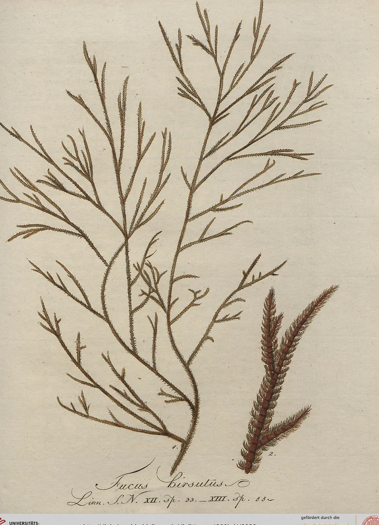 An illustration from (Band 1), 1800, leaf 89