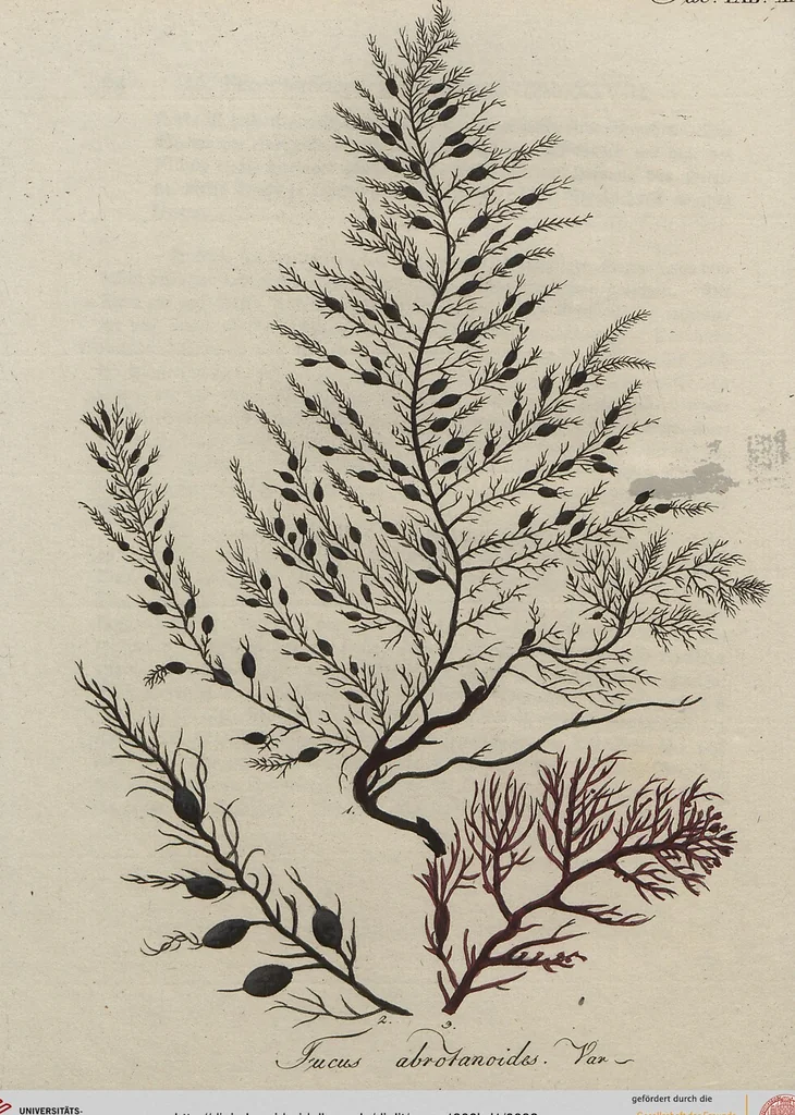 An illustration from (Band 1), 1800, leaf 92