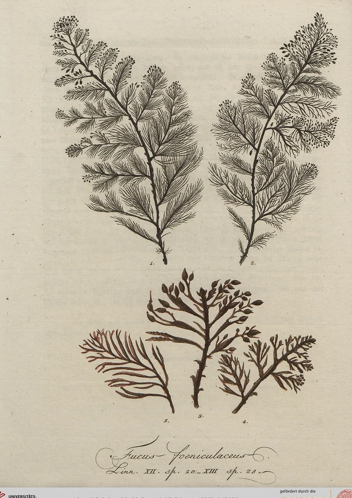 An illustration from (Band 1), 1800, leaf 96