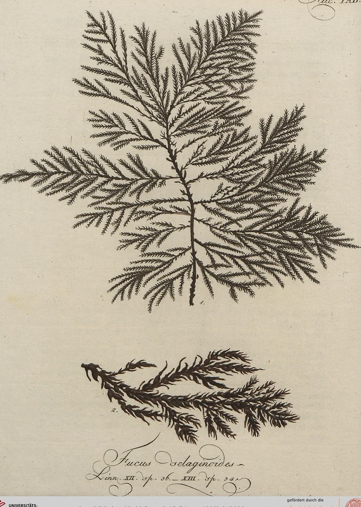 An illustration from (Band 1), 1800, leaf 99