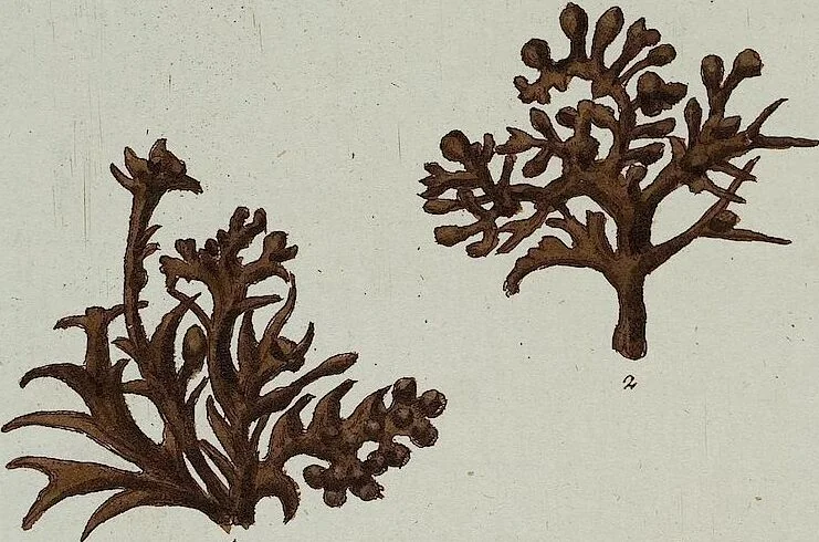An illustration from (Band 2,1): Fünftes Heft. oder des zweitenTheils erstes Heft, 1802, leaf 14