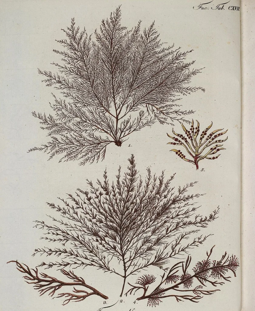An illustration from (Band 2,1): Fünftes Heft. oder des zweitenTheils erstes Heft, 1802, leaf 17