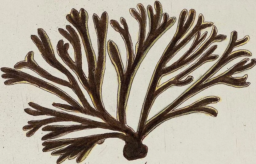 An illustration from (Band 2,1): Fünftes Heft. oder des zweitenTheils erstes Heft, 1802, leaf 2