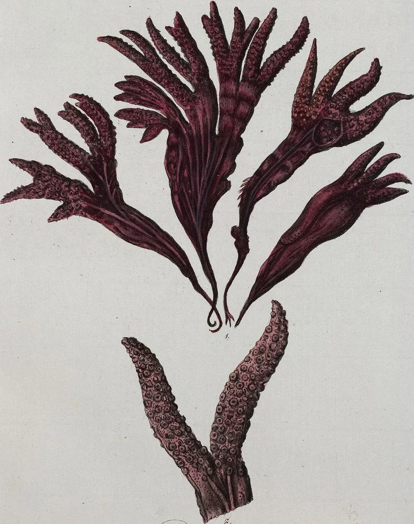 An illustration from (Band 2,1): Fünftes Heft. oder des zweitenTheils erstes Heft, 1802, leaf 22