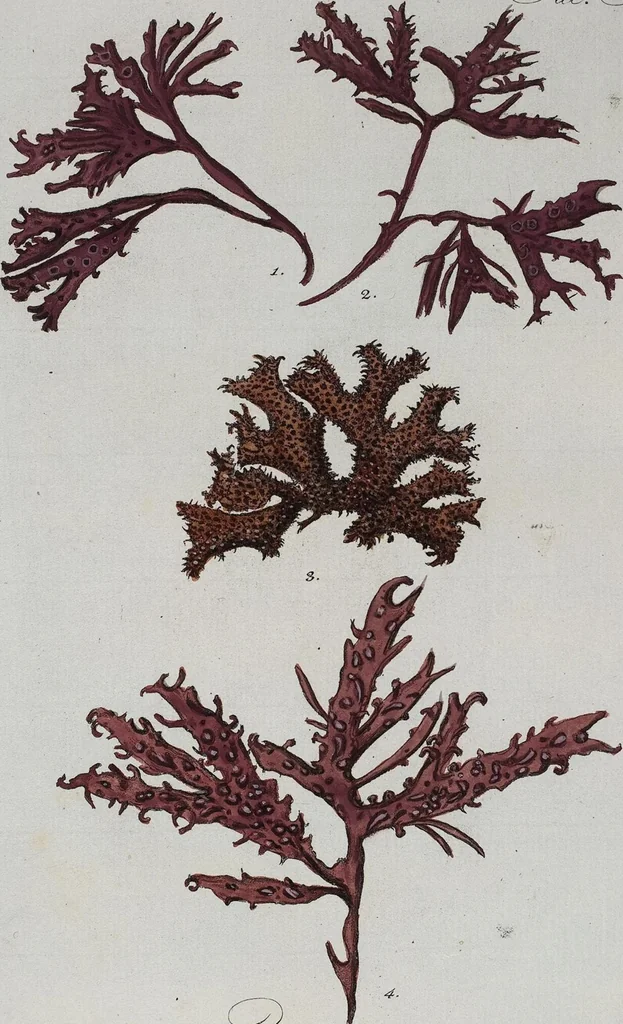 An illustration from (Band 2,1): Fünftes Heft. oder des zweitenTheils erstes Heft, 1802, leaf 32