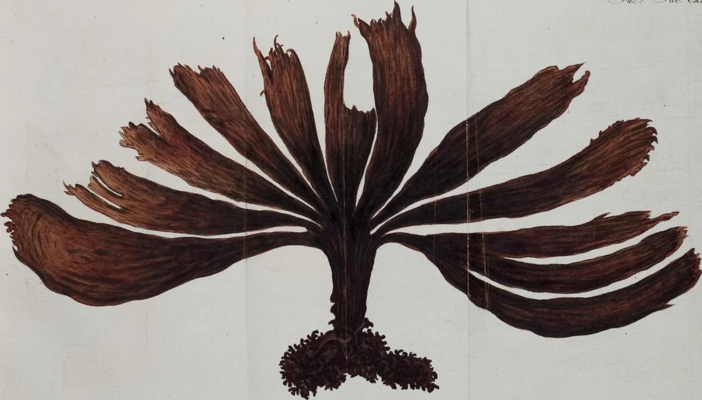 An illustration from (Band 2,1): Fünftes Heft. oder des zweitenTheils erstes Heft, 1802, leaf 37