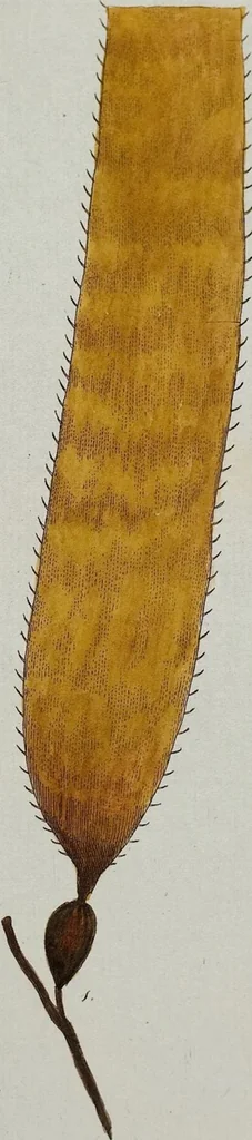 An illustration from (Band 2,1): Fünftes Heft. oder des zweitenTheils erstes Heft, 1802, leaf 42