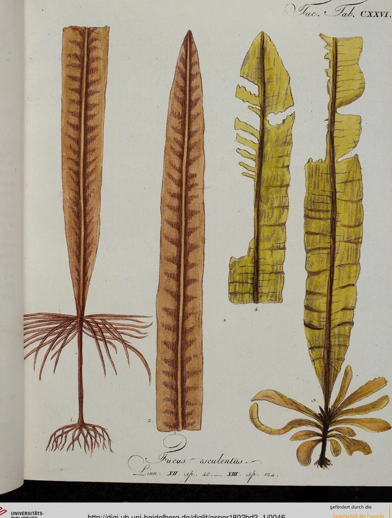 An illustration from (Band 2,1): Fünftes Heft. oder des zweitenTheils erstes Heft, 1802, leaf 46
