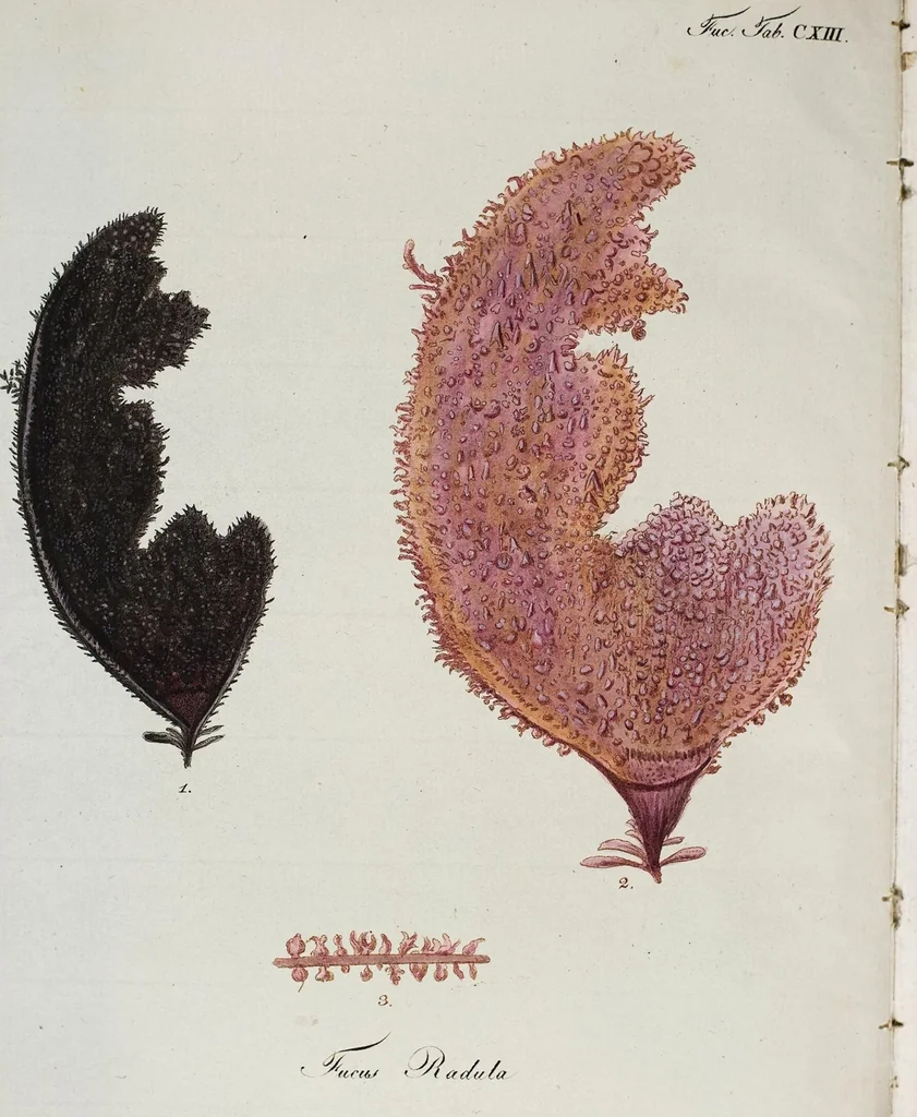 An illustration from (Band 2,1): Fünftes Heft. oder des zweitenTheils erstes Heft, 1802, leaf 5