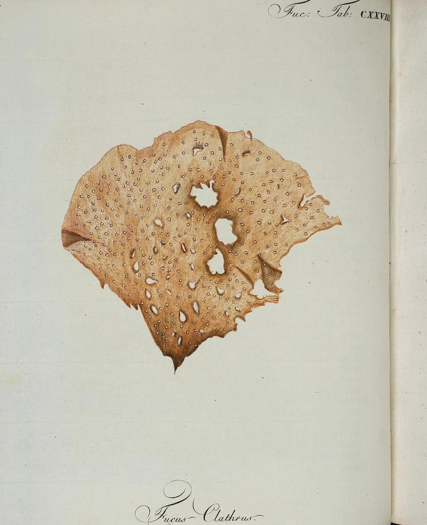 An illustration from (Band 2,1): Fünftes Heft. oder des zweitenTheils erstes Heft, 1802, leaf 54