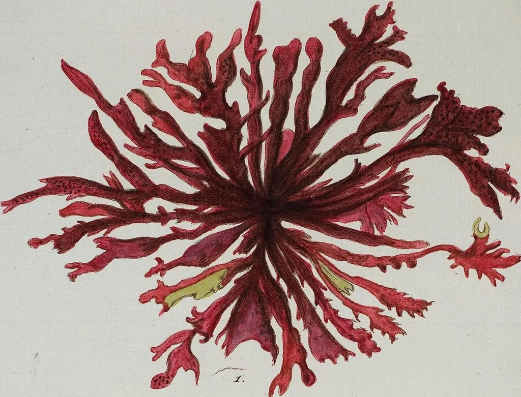 An illustration from (Band 2,1): Fünftes Heft. oder des zweitenTheils erstes Heft, 1802, leaf 57