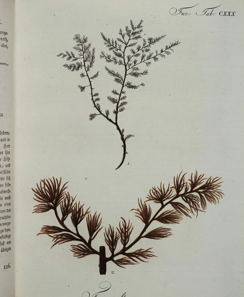 An illustration from (Band 2,1): Fünftes Heft. oder des zweitenTheils erstes Heft, 1802, leaf 62