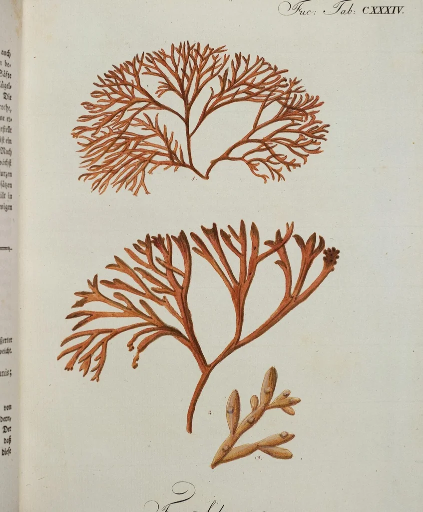 An illustration from (Band 2,1): Fünftes Heft. oder des zweitenTheils erstes Heft, 1802, leaf 74