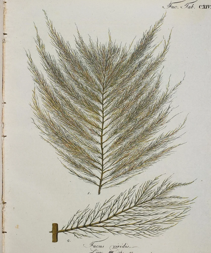 An illustration from (Band 2,1): Fünftes Heft. oder des zweitenTheils erstes Heft, 1802, leaf 8