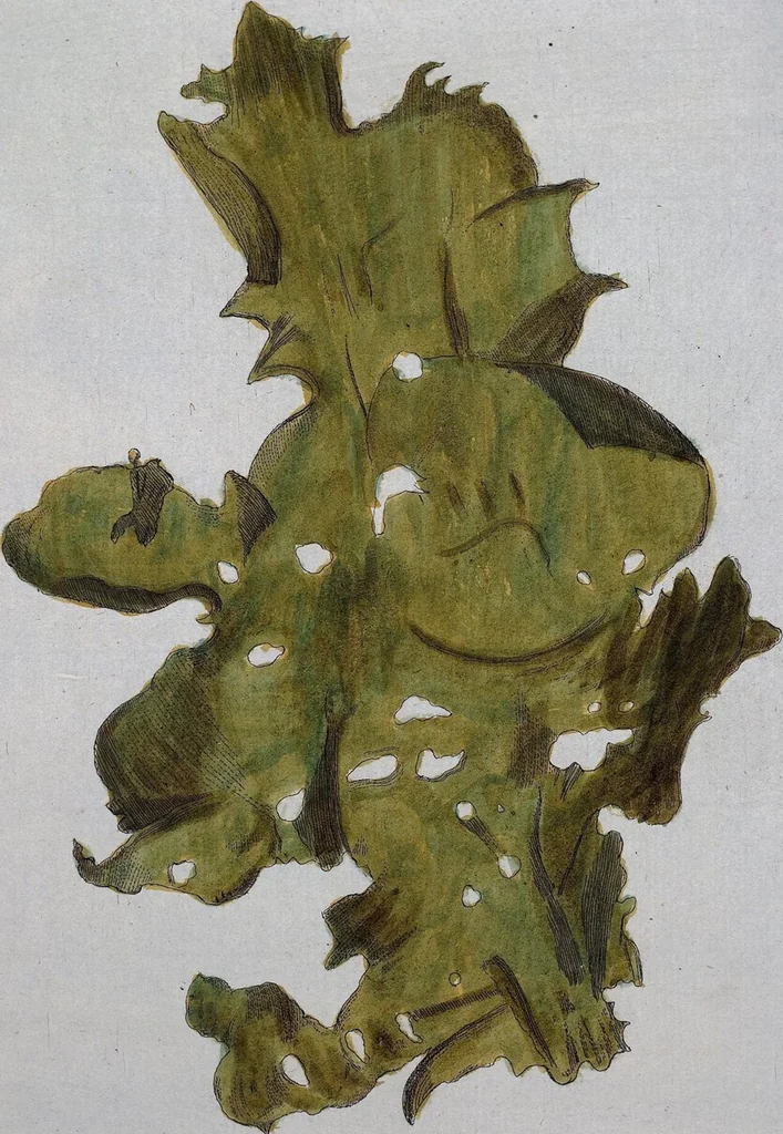 An illustration from (Band 2,1): Fünftes Heft. oder des zweitenTheils erstes Heft, 1802, leaf 80