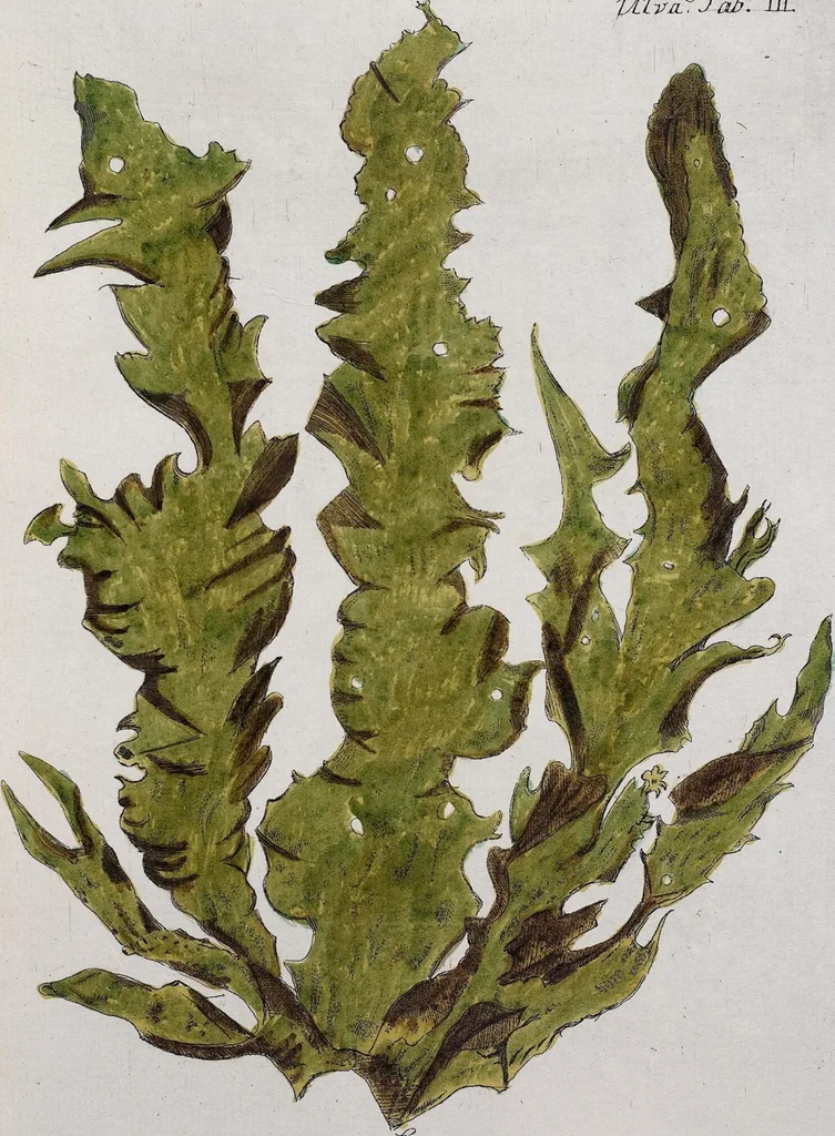 An illustration from (Band 2,1): Fünftes Heft. oder des zweitenTheils erstes Heft, 1802, leaf 82