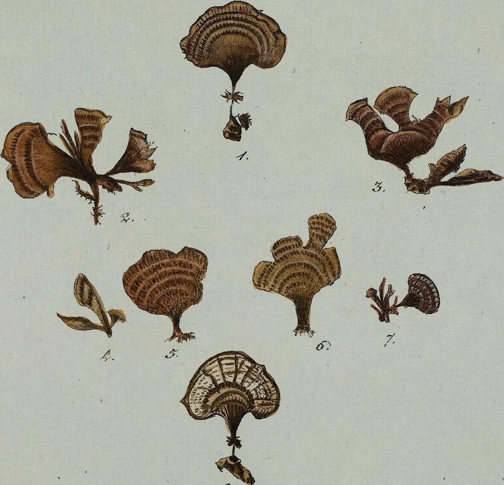 An illustration from (Band 2,1): Fünftes Heft. oder des zweitenTheils erstes Heft, 1802, leaf 83