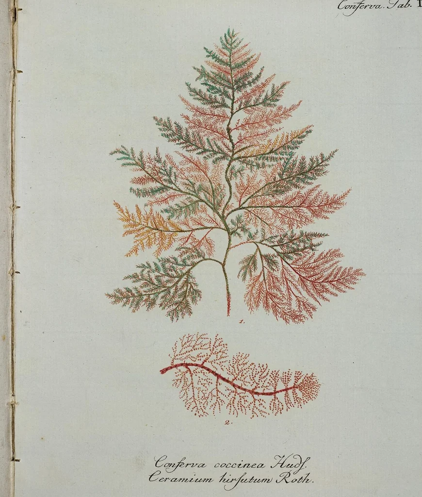 An illustration from (Band 2,1): Fünftes Heft. oder des zweitenTheils erstes Heft, 1802, leaf 88