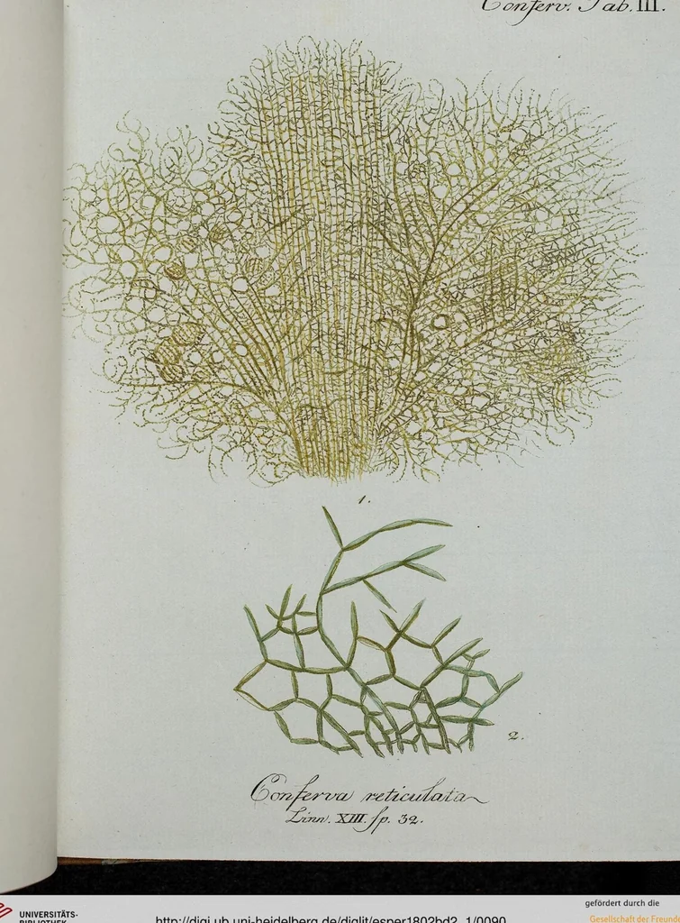 An illustration from (Band 2,1): Fünftes Heft. oder des zweitenTheils erstes Heft, 1802, leaf 90