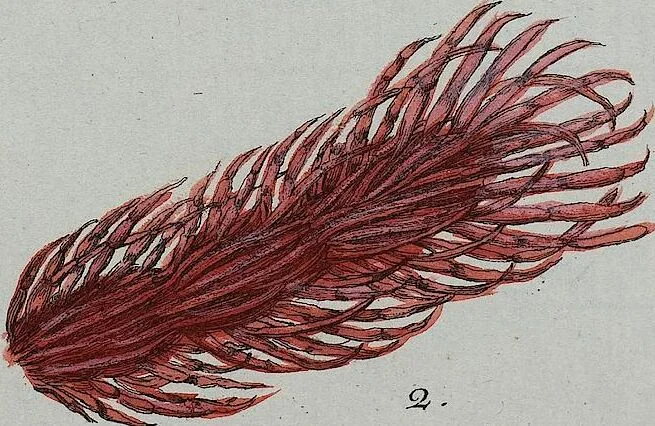 An illustration from (Band 2,1): Fünftes Heft. oder des zweitenTheils erstes Heft, 1802, leaf 91