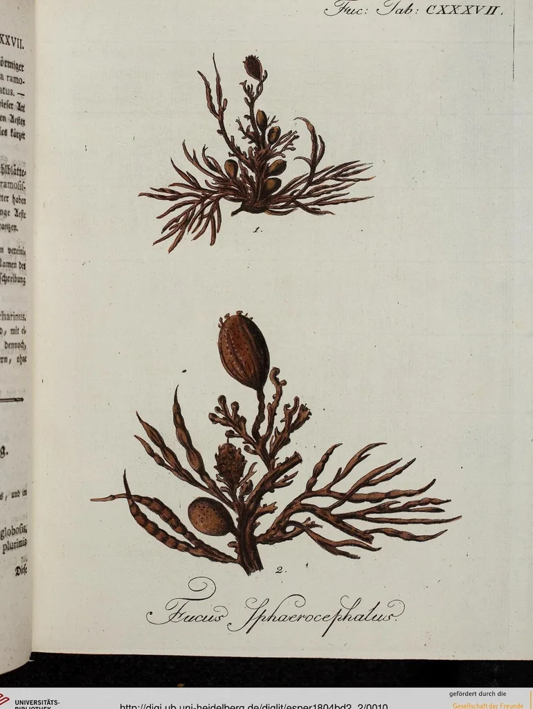 An illustration from (2,2): Sechstes Heft. oder des zweitenTheils zweites Heft: Mit vier und zwanzig illuminirten Kupfertafeln, 1804, leaf 10