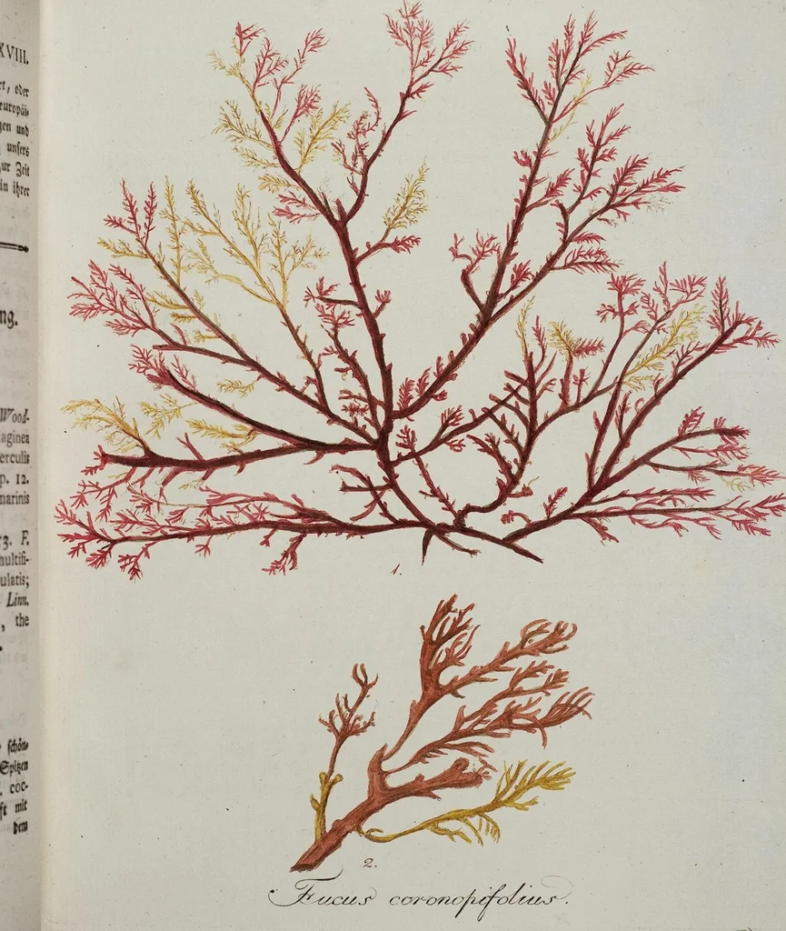 An illustration from (2,2): Sechstes Heft. oder des zweitenTheils zweites Heft: Mit vier und zwanzig illuminirten Kupfertafeln, 1804, leaf 13