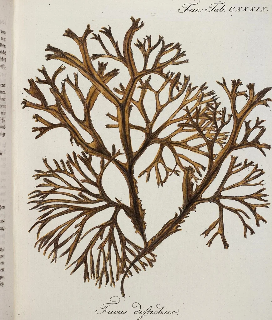 An illustration from (2,2): Sechstes Heft. oder des zweitenTheils zweites Heft: Mit vier und zwanzig illuminirten Kupfertafeln, 1804, leaf 16
