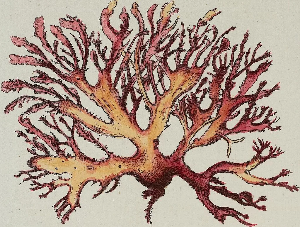 An illustration from (2,2): Sechstes Heft. oder des zweitenTheils zweites Heft: Mit vier und zwanzig illuminirten Kupfertafeln, 1804, leaf 17