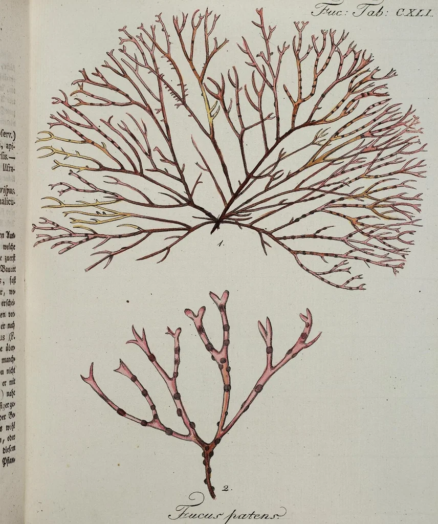 An illustration from (2,2): Sechstes Heft. oder des zweitenTheils zweites Heft: Mit vier und zwanzig illuminirten Kupfertafeln, 1804, leaf 22