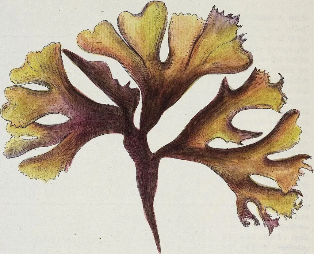 An illustration from (2,2): Sechstes Heft. oder des zweitenTheils zweites Heft: Mit vier und zwanzig illuminirten Kupfertafeln, 1804, leaf 26