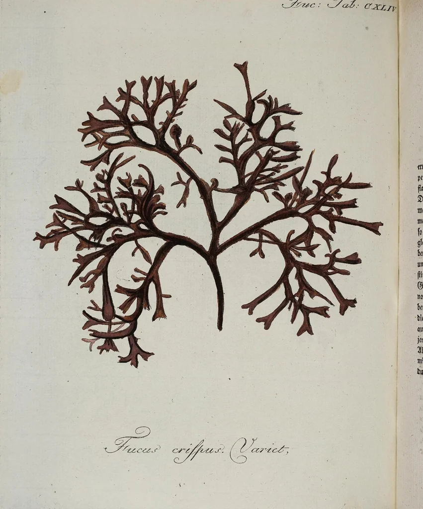 An illustration from (2,2): Sechstes Heft. oder des zweitenTheils zweites Heft: Mit vier und zwanzig illuminirten Kupfertafeln, 1804, leaf 27
