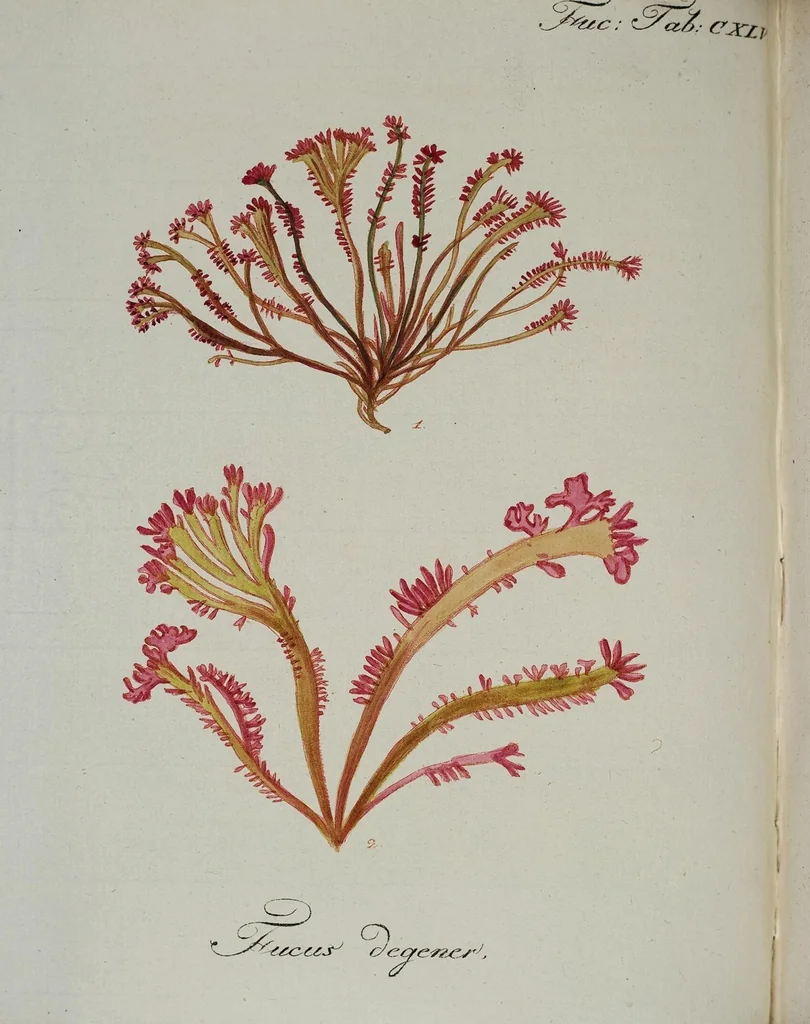 An illustration from (2,2): Sechstes Heft. oder des zweitenTheils zweites Heft: Mit vier und zwanzig illuminirten Kupfertafeln, 1804, leaf 33