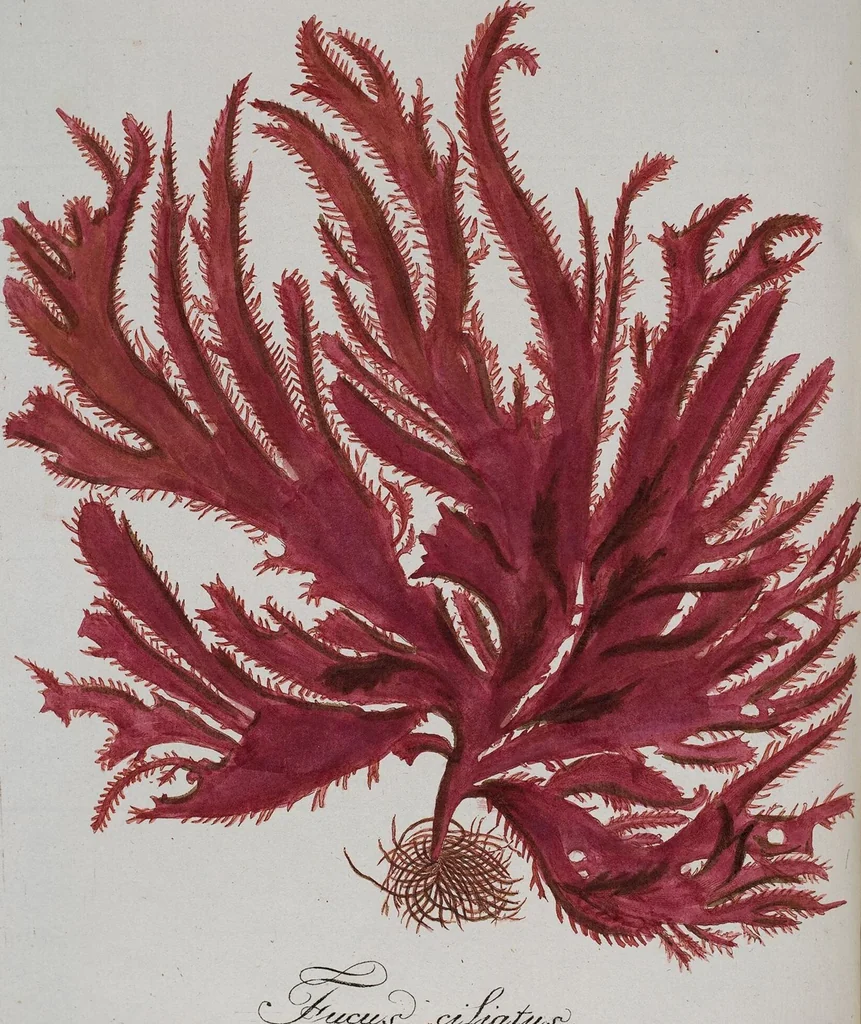 An illustration from (2,2): Sechstes Heft. oder des zweitenTheils zweites Heft: Mit vier und zwanzig illuminirten Kupfertafeln, 1804, leaf 4