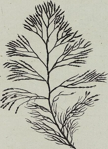 An illustration from (2,2): Sechstes Heft. oder des zweitenTheils zweites Heft: Mit vier und zwanzig illuminirten Kupfertafeln, 1804, leaf 44