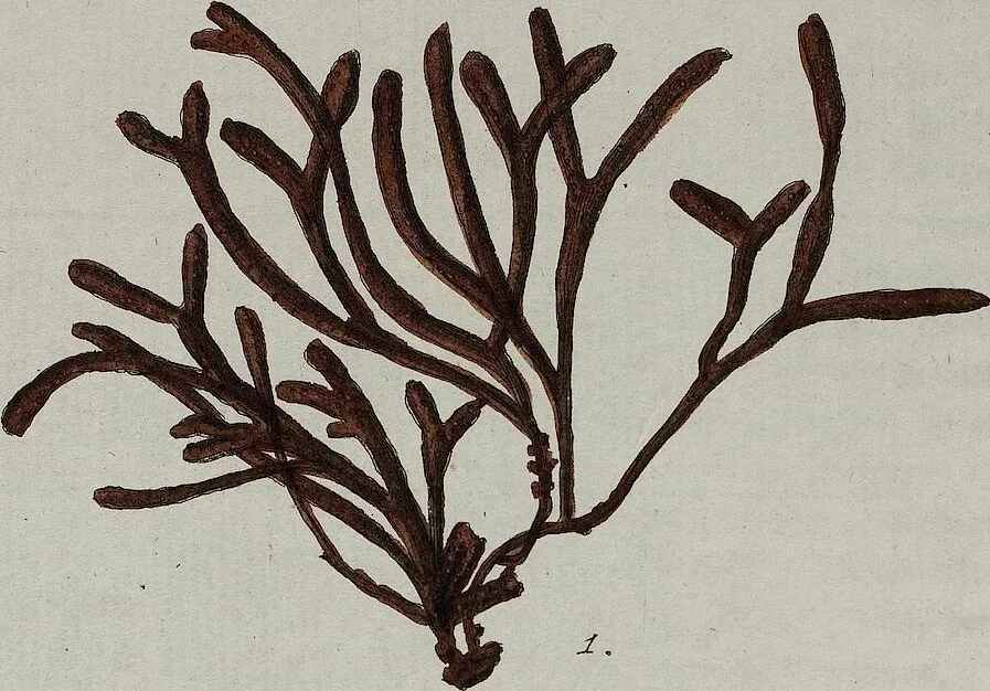 An illustration from (2,2): Sechstes Heft. oder des zweitenTheils zweites Heft: Mit vier und zwanzig illuminirten Kupfertafeln, 1804, leaf 54