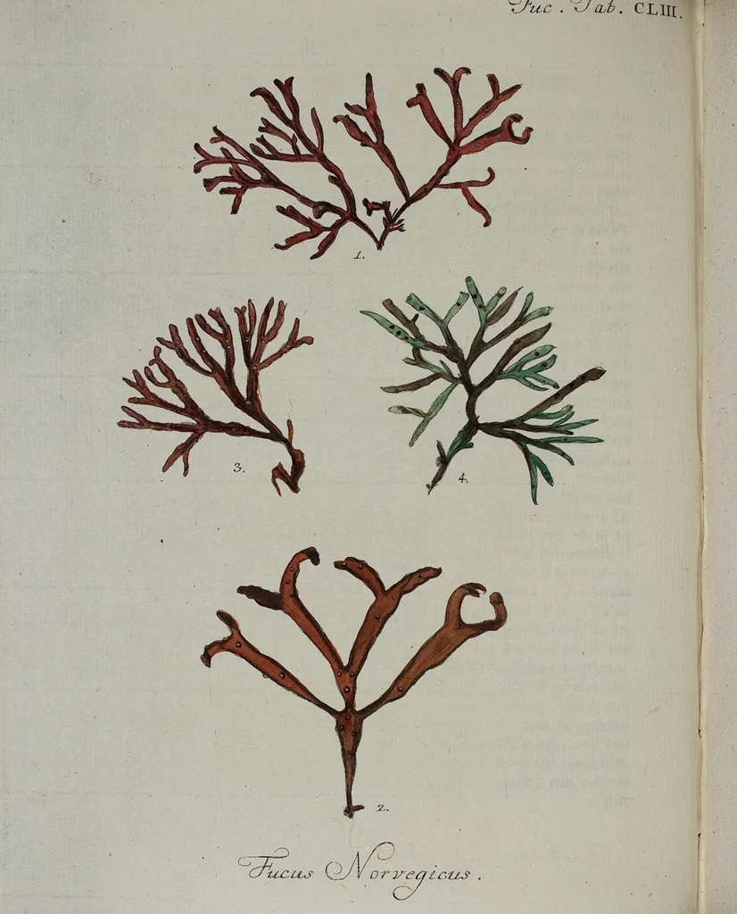 An illustration from (2,2): Sechstes Heft. oder des zweitenTheils zweites Heft: Mit vier und zwanzig illuminirten Kupfertafeln, 1804, leaf 57