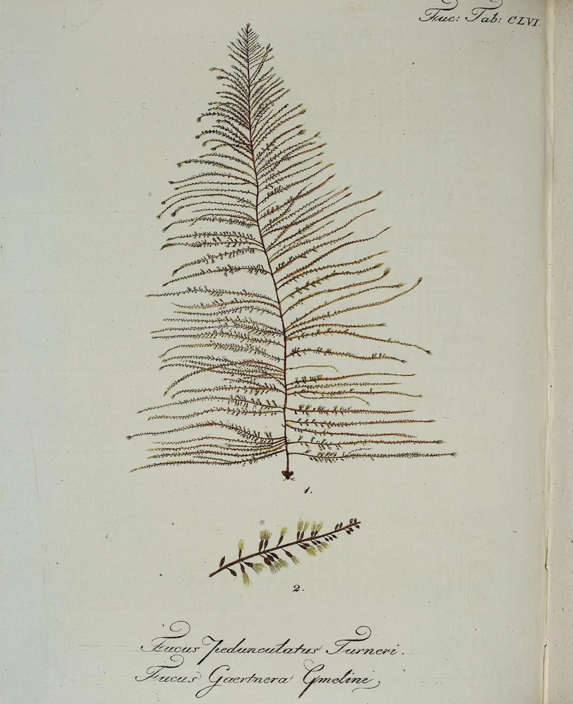 An illustration from (2,2): Sechstes Heft. oder des zweitenTheils zweites Heft: Mit vier und zwanzig illuminirten Kupfertafeln, 1804, leaf 66