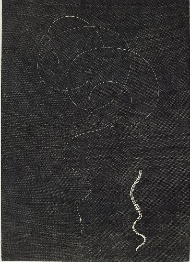 An illustration from (2,2): Sechstes Heft. oder des zweitenTheils zweites Heft: Mit vier und zwanzig illuminirten Kupfertafeln, 1804, leaf 71