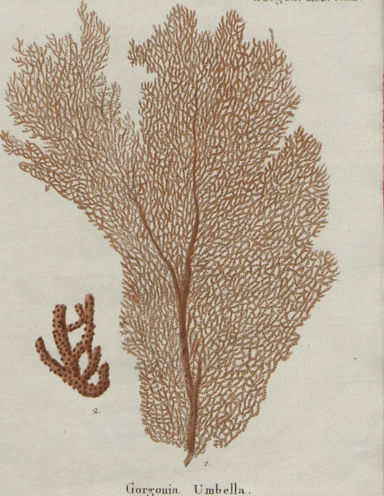 An illustration from (Band 2, Fortsetzung): Fortsetzungen der Pflanzenthiere, 1806, leaf 51