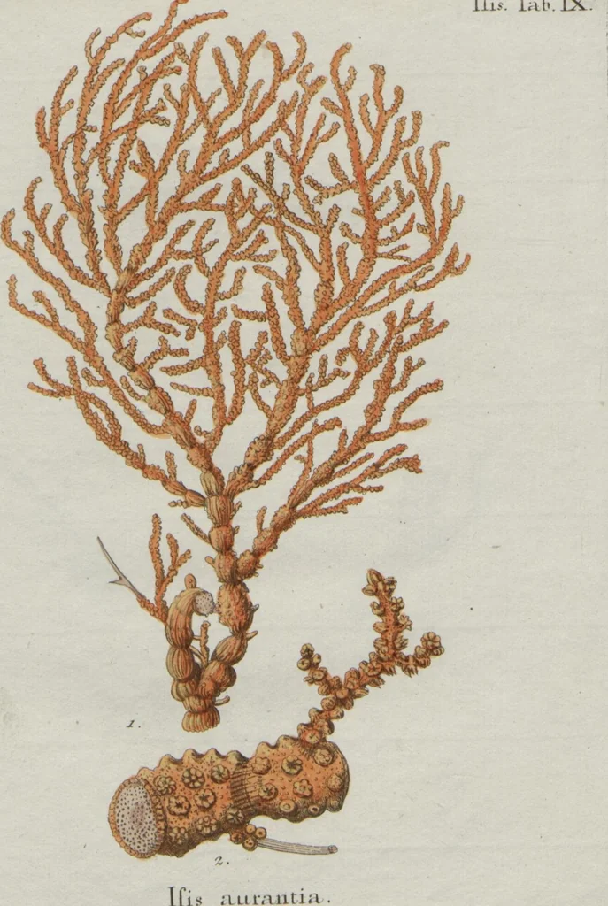 An illustration from (Band 2, Fortsetzung): Fortsetzungen der Pflanzenthiere, 1806, leaf 52