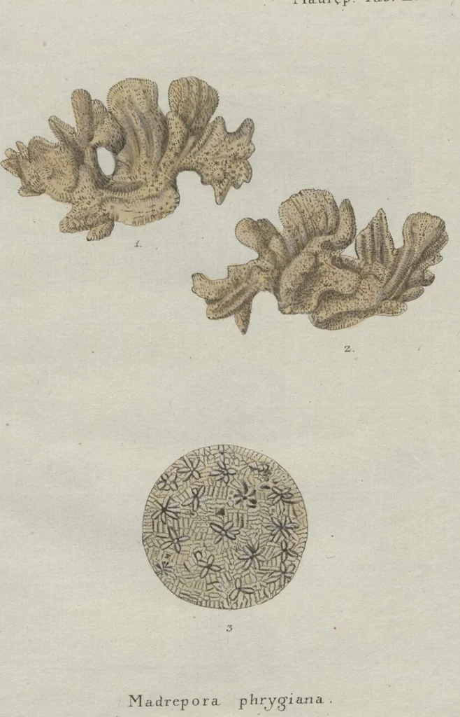 An illustration from (Band 2, Fortsetzung): Fortsetzungen der Pflanzenthiere, 1806, leaf 55