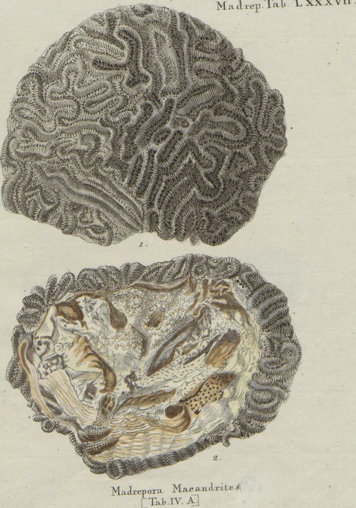An illustration from (Band 2, Fortsetzung): Fortsetzungen der Pflanzenthiere, 1806, leaf 58