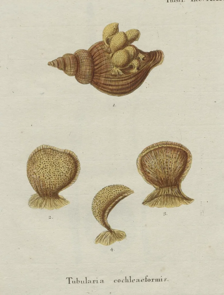 An illustration from (Band 2, Fortsetzung): Fortsetzungen der Pflanzenthiere, 1806, leaf 59