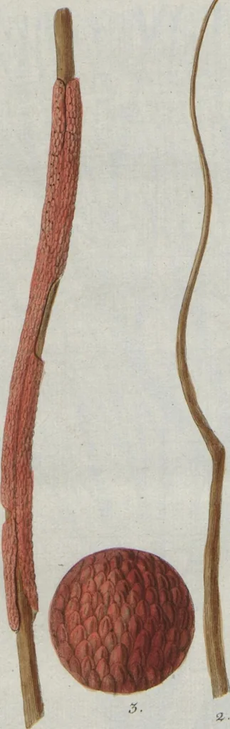 An illustration from (Band 2, Fortsetzung): Fortsetzungen der Pflanzenthiere, 1806, leaf 60