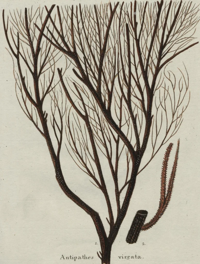 An illustration from (Band 2, Fortsetzung): Fortsetzungen der Pflanzenthiere, 1806, leaf 61