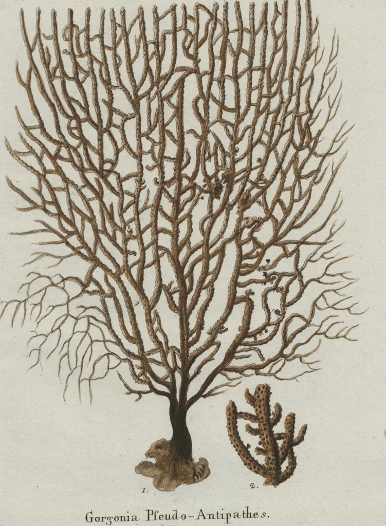 An illustration from (Band 2, Fortsetzung): Fortsetzungen der Pflanzenthiere, 1806, leaf 63